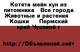 Котята мейн-кун из питомника - Все города Животные и растения » Кошки   . Пермский край,Чусовой г.